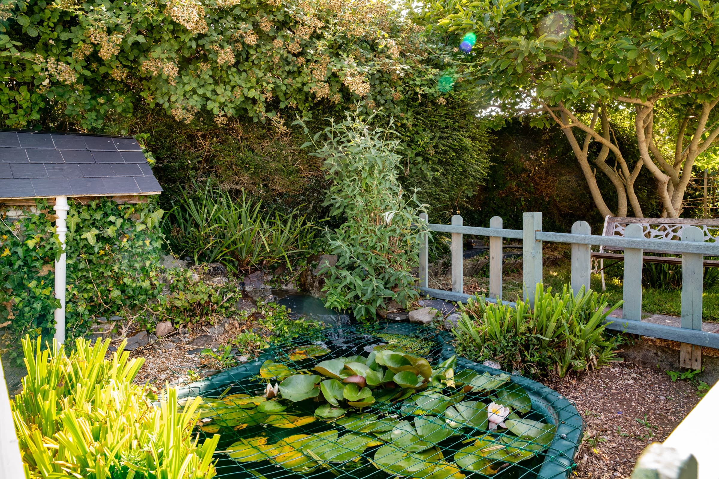 Garden pond with water lilies and planting
