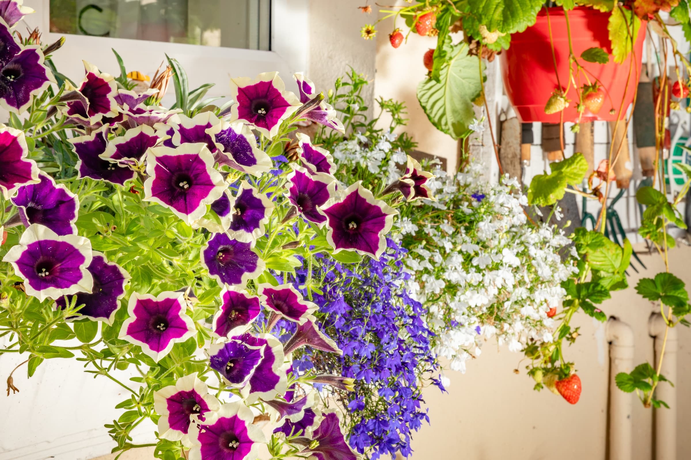 Hanging baskets filled with petunias and lobelia