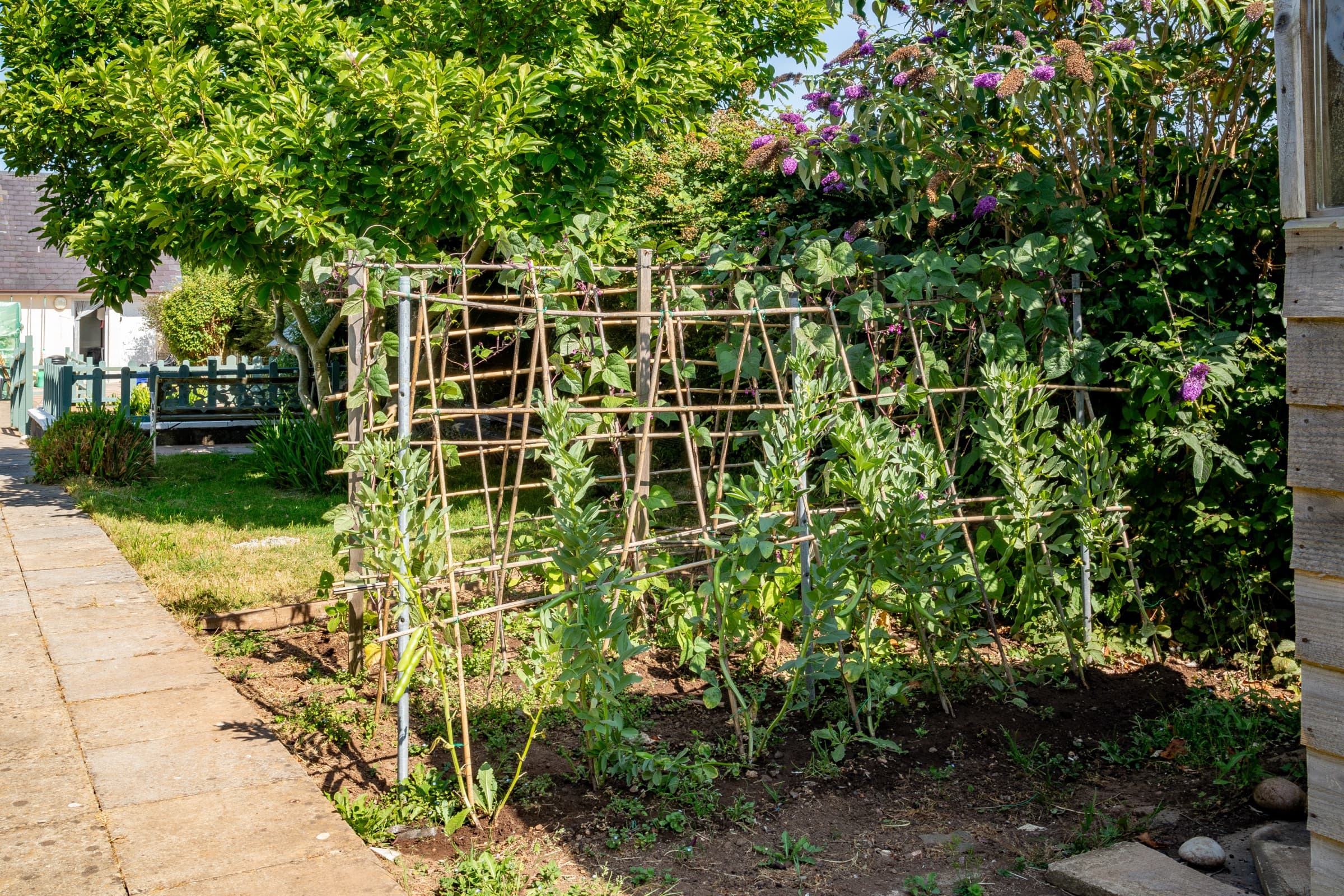 Vegetable bed with climbing beans trained up cane supports